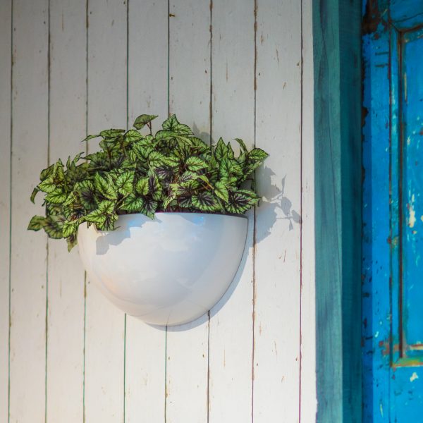 WALL-BOWL-PLANTER-by-Europlanters