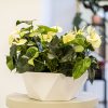HEBDEN-bowl planter by europlanters