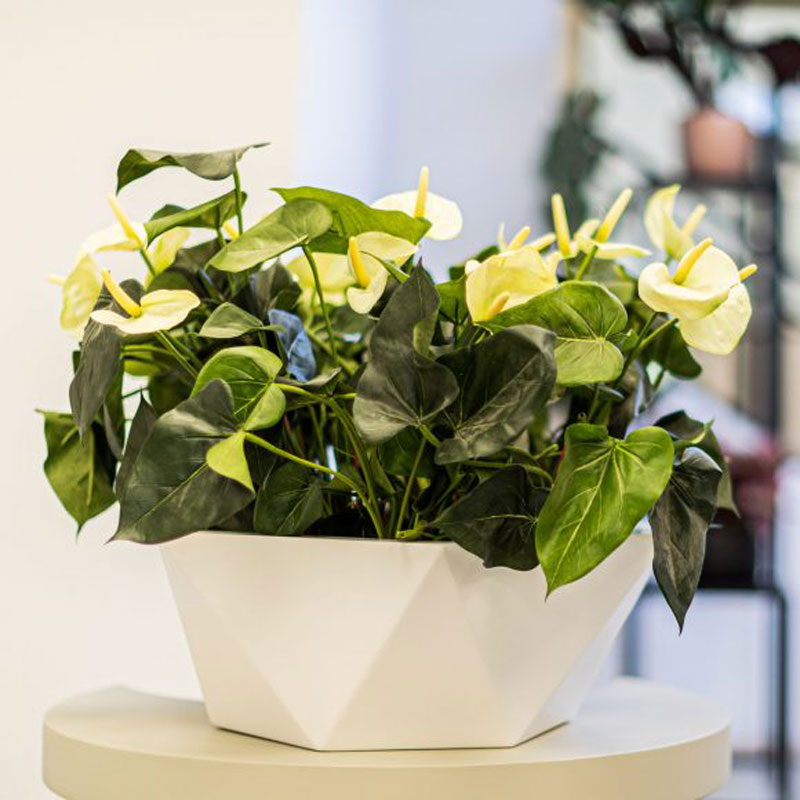 hebden bowl planter by europlanters